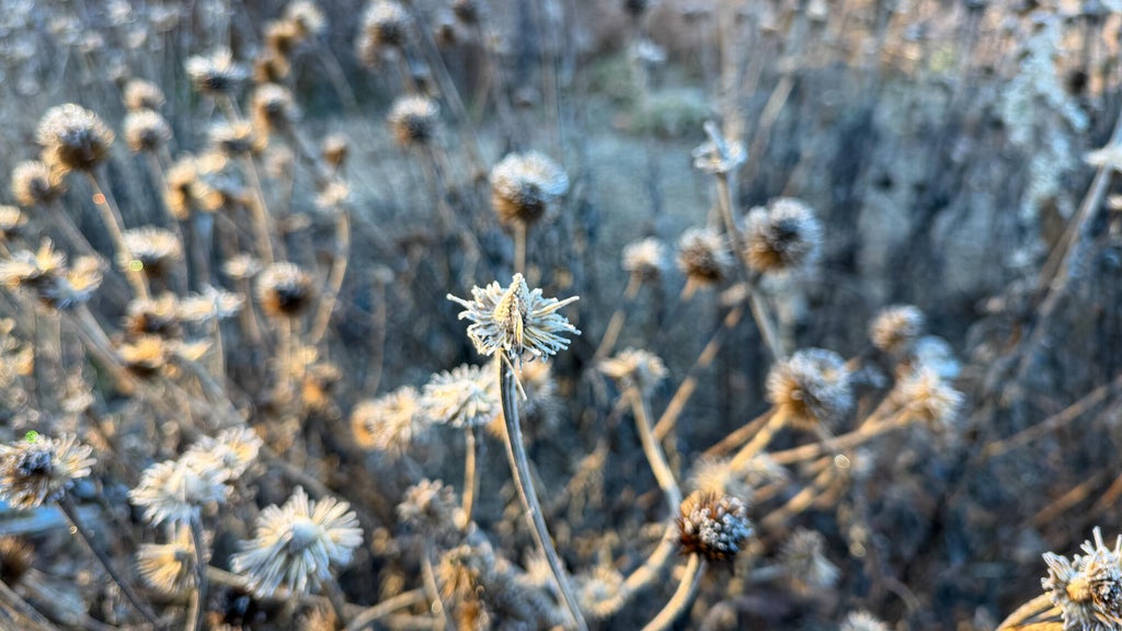 Breezy winds bring cool air to Minnesota, with first frost possible in the metro Friday night — WCCO / CBS Minnesota, Windermere Sports news