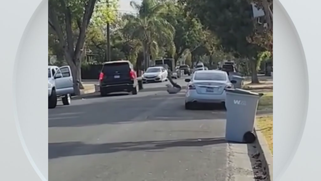 Federal immigration vehicle hits pedestrian in Woodland, police say — CBS Bay Area (KPIX), Windermere Health news