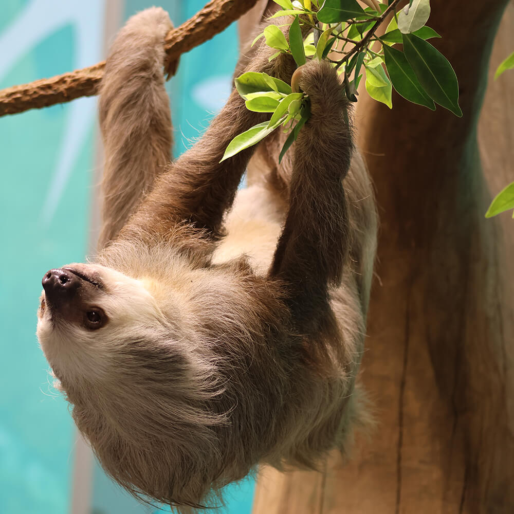 Orlando Science Center Earns Prestigious Accreditation for Animal Care — Bungalower Orlando, Windermere Arts news