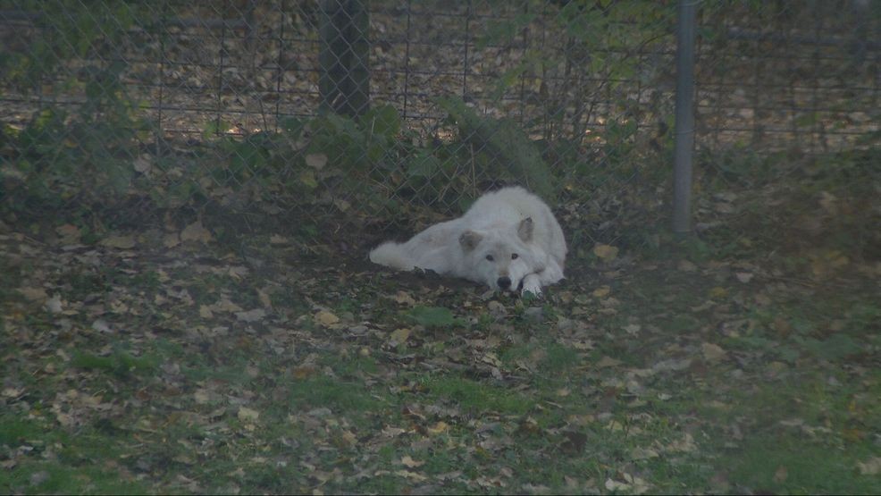Bay Beach Wildlife Sanctuary plans 564-acre habitat restoration, construction eyed in 2028 — Fox 11 Green Bay Local, Windermere Community news