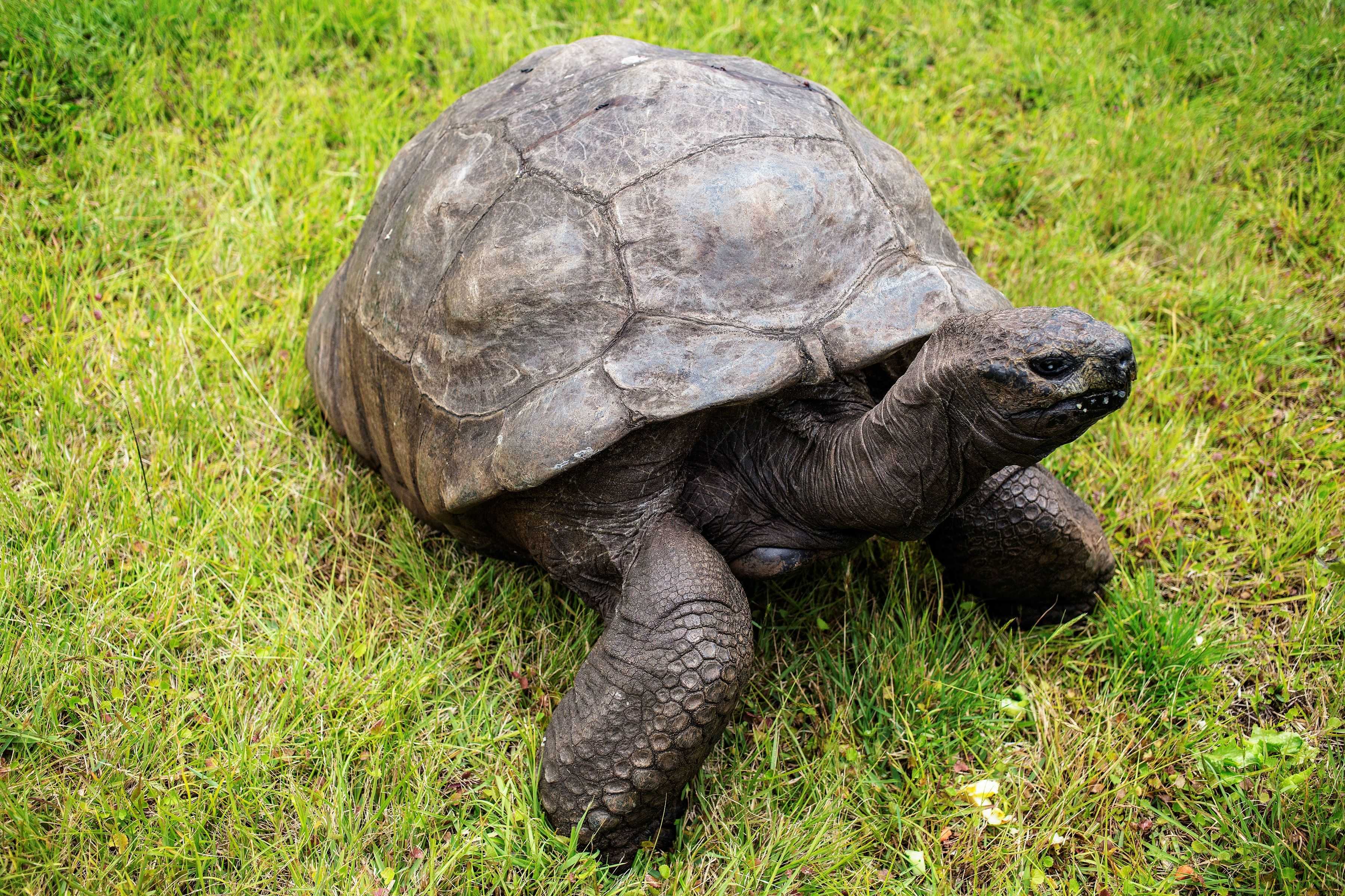 An 194-year-old tortoise named Jonathan is an anti-aging marvel and we finally know his secret — WESH 2 Orlando, Windermere Community news