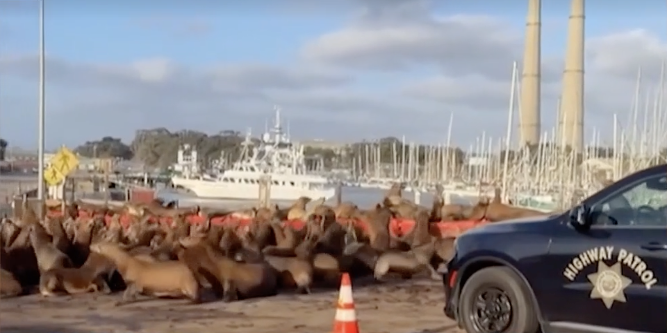 Sea lion swarm: Hundreds of sea lions take over California roadway — WESH 2 Orlando, Windermere Community news