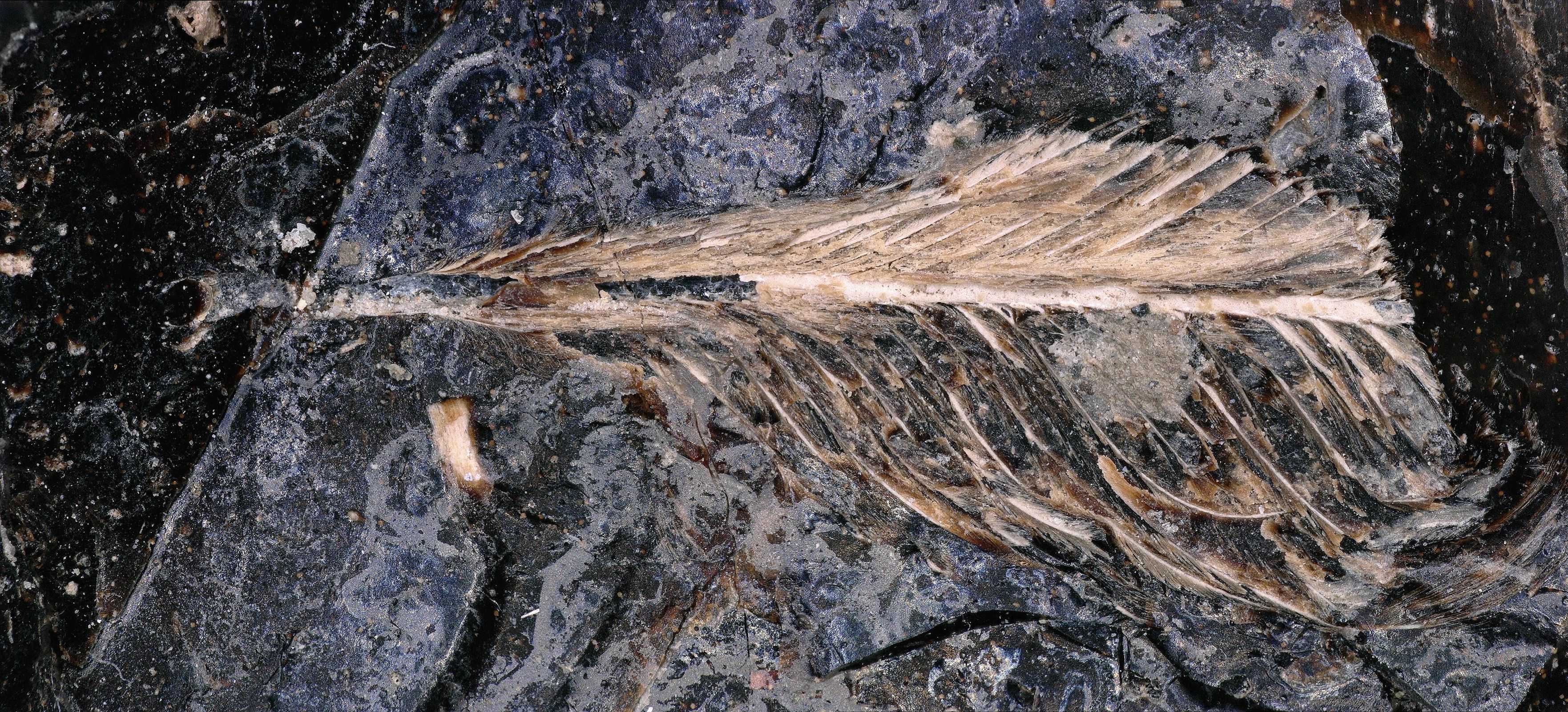 Some birds survived the asteroid that wiped out dinosaurs. A fossilized poop can help explain why — WESH 2 Orlando