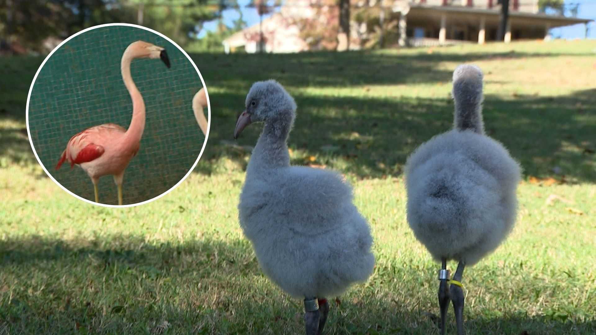 A zoo's flamingo produces chicks at record-setting 60 years old — WESH 2 Orlando, Windermere Community news