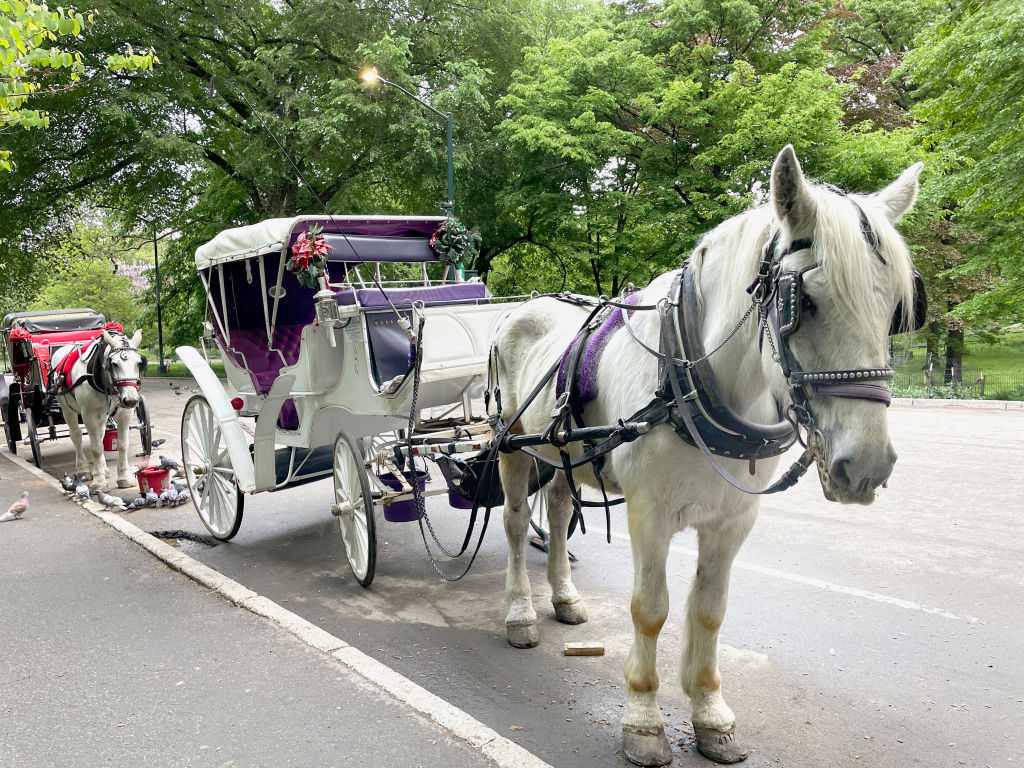 New York City's iconic horse-drawn carriages expected to take their last trot — WESH 2 Orlando, Windermere Government news