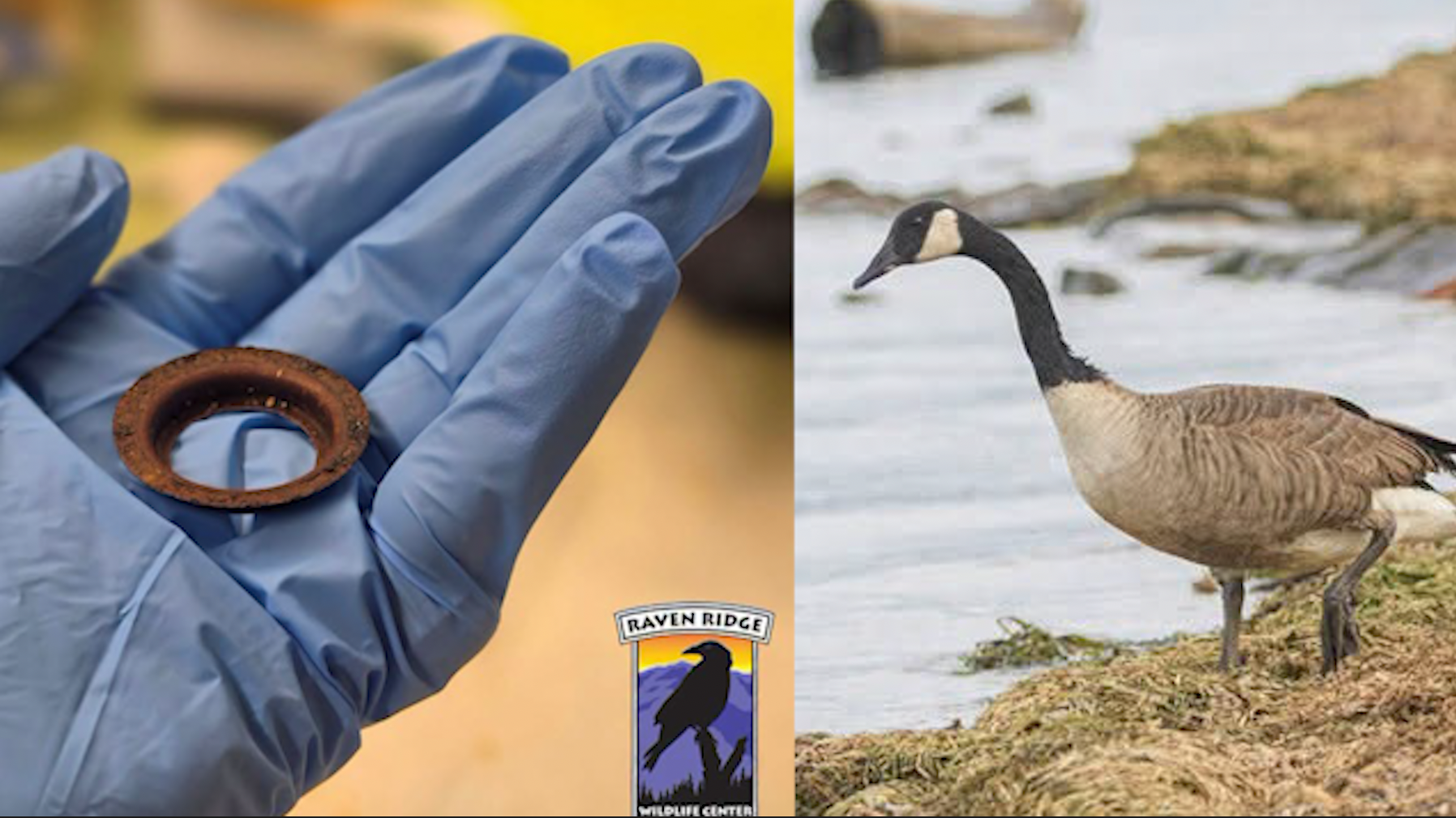 Canada goose saved after rusty metal ring found lodged in mouth — Windermere Community news