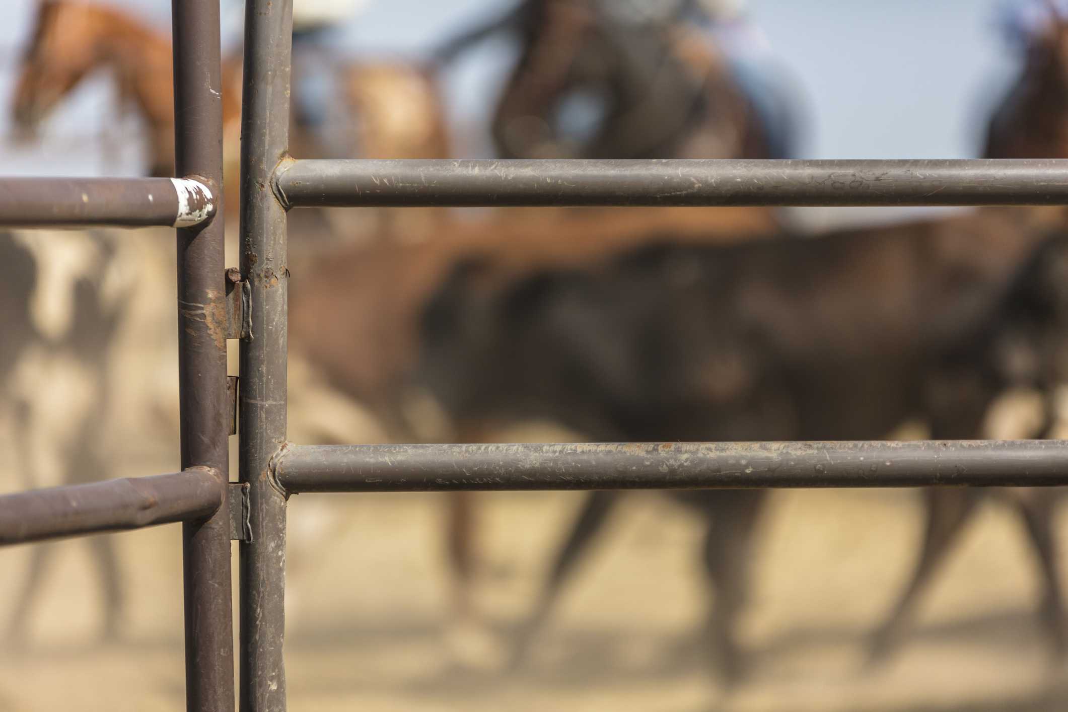 35-year-old bull rider identified after fatal accident at a rodeo in Ohio — WESH 2 Orlando, Windermere Community news