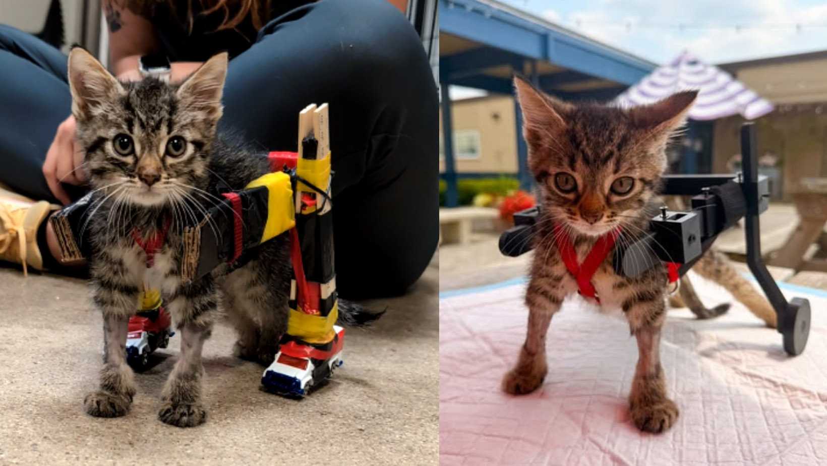 Viral foster kitten with custom-made wheelchair gets adopted — WESH 2 Orlando, Windermere Community news
