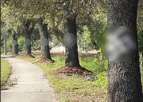 Hate symbols put on trees outside of voting site, Orange County election officials say — WESH 2 Orlando