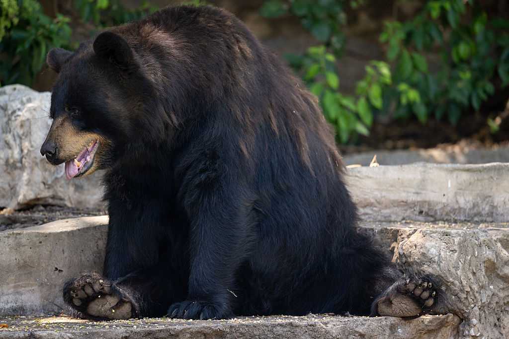 Bear attacks 17-year-old Colorado girl while inside her bedroom — WESH 2 Orlando
