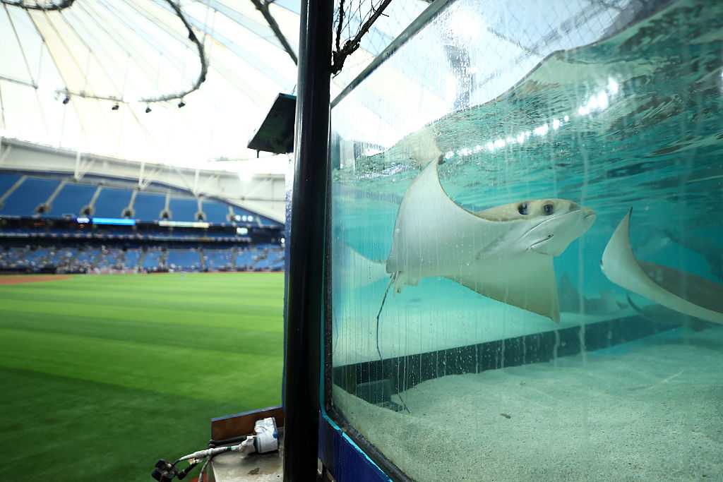 Did you know there are live stingrays in Tampa Bay's stadium? — WESH 2 Orlando, Windermere Sports news