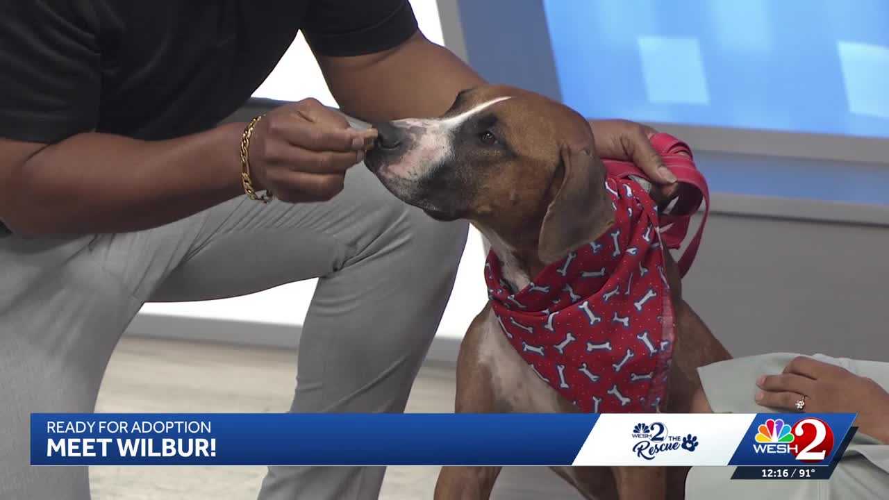 WESH 2 the Rescue: Wilbur from Seminole County Animal Services is ready for adoption — WESH 2 Orlando, Windermere Community news
