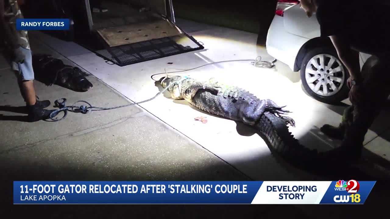 11-foot gator removed from Lake Apopka property after 'stalking' couple — WESH 2 Orlando, Windermere Real Estate news
