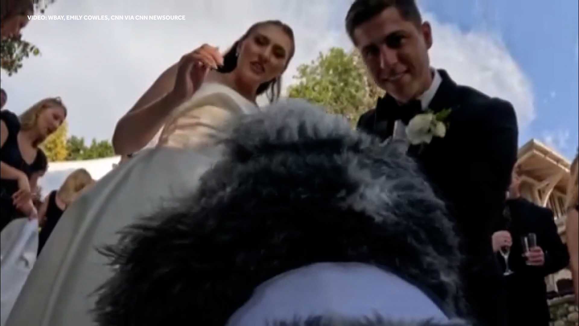TOO CUTE: Four-legged wedding videographer named Swayze steals the show — WESH 2 Orlando, Windermere Community news