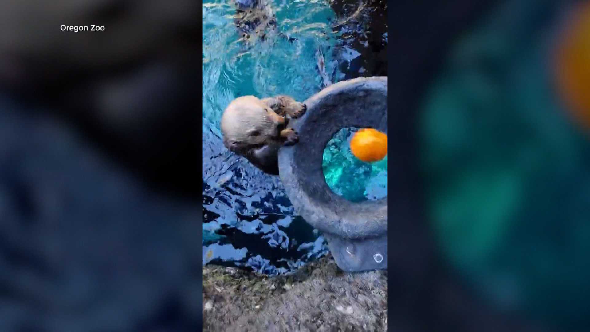 'GOURD TIMES': Watch as sea otters go 'Pumpkin Dunkin' in a zoo's adorable Halloween tradition — Windermere Community news