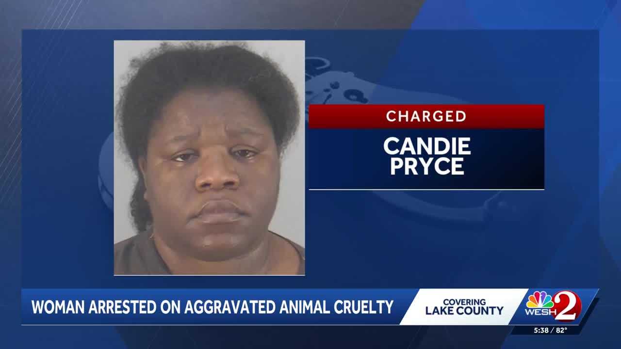 Eustis woman accused of shaking roommate’s cat off towel, leaving it motionless — Windermere Community news