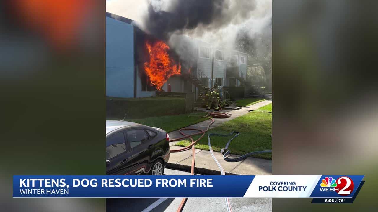 Dogs, kittens rescued from Winter Haven apartment fire — WESH 2 Orlando, Windermere Community news