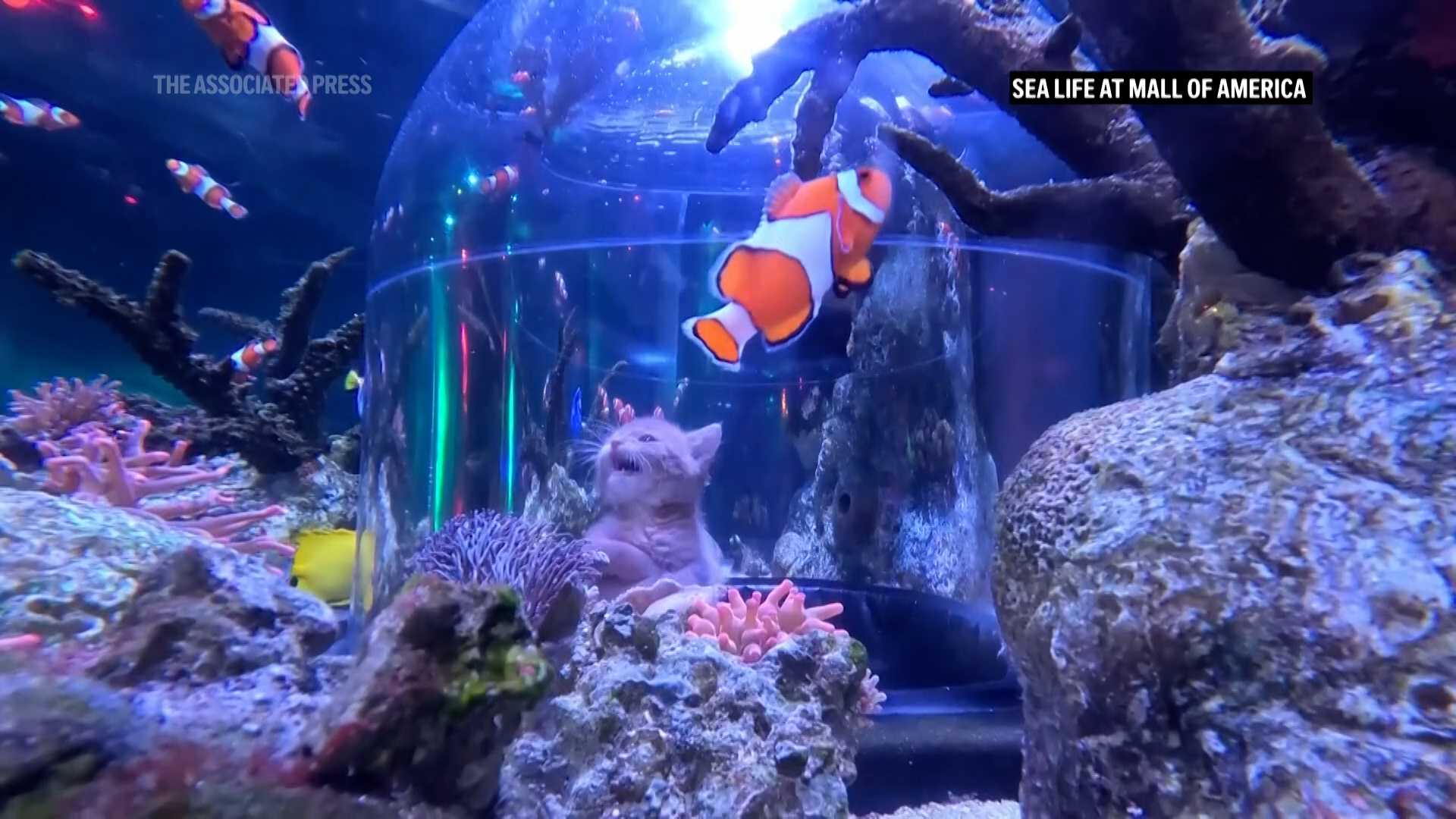 VIDEO: Orphaned kittens meet sharks on aquarium field trip at the Mall of America — WESH 2 Orlando, Windermere Community news