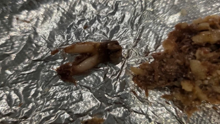 Texas customer sues after she found cow tooth in taco at fast-casual chain — WTSP Food Tampa Bay
