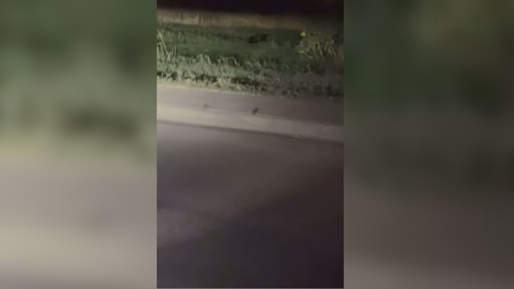 Viral video of 'black panther' in Midland sparks debate despite expert skepticism — NewsWest 9 (Permian Basin), Windermere Schools news