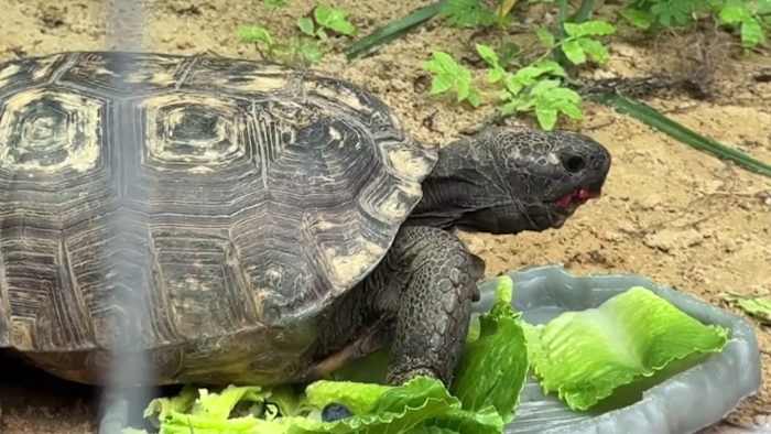 Nearly 7,000 gopher tortoises moved in 5 years across Lake, Orange counties. Where did they go? — ClickOrlando Local, Windermere Real Estate news