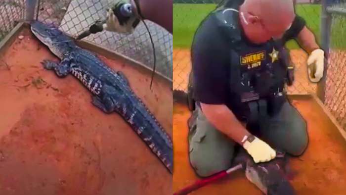 Alligator discovered at Central Florida high school campus, deputies say — ClickOrlando Local, Windermere Schools news